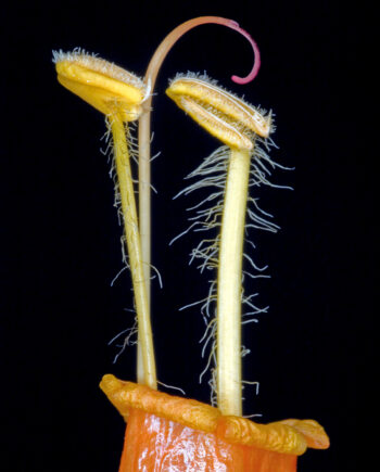 Sanchezia Af Pauline Snoeijs
