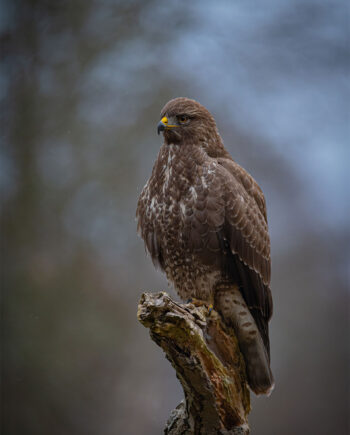 The Buzzard Af Daniel Faisst