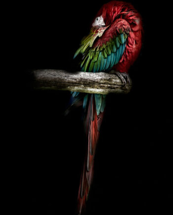 The Red Parrot Af Gustavo Orensztajn