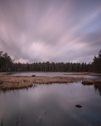 The Tree Line Af Mikkel Beiter