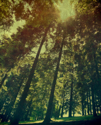 The Wood Af Gustavo Orensztajn
