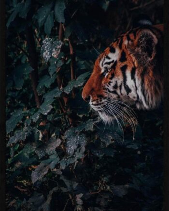 Tiger   Junglen Plakat