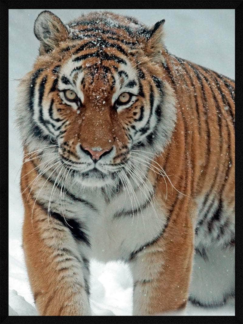 Tiger Sneen Plakat