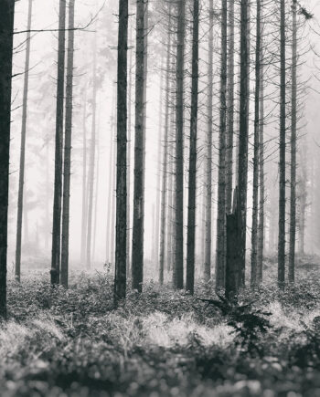 Trees2 Af Henrik Hansen