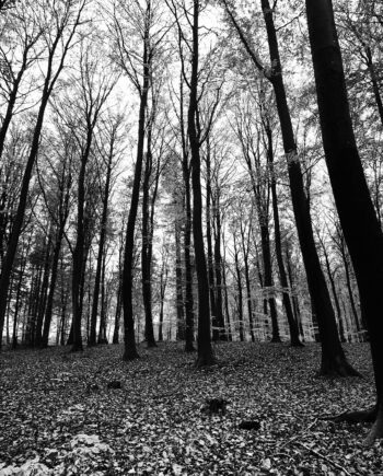 Trees Af Jakob Evers
