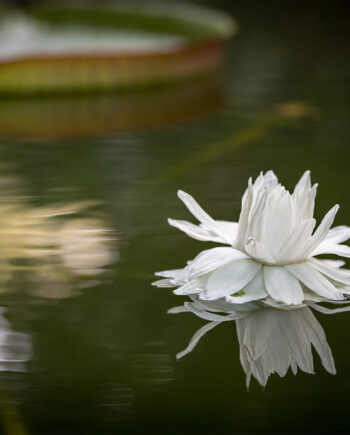 Water Flower Af Per Sørensen
