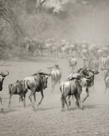 Wilderbeest In Serengeti Af Julie Aucoin