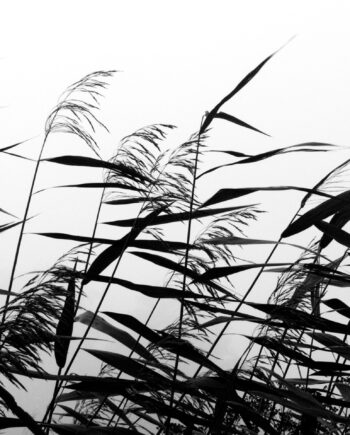Windy Weed Black White Af Kirsten Stigsgaard