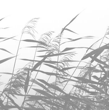 Windy Weed White Af Kirsten Stigsgaard