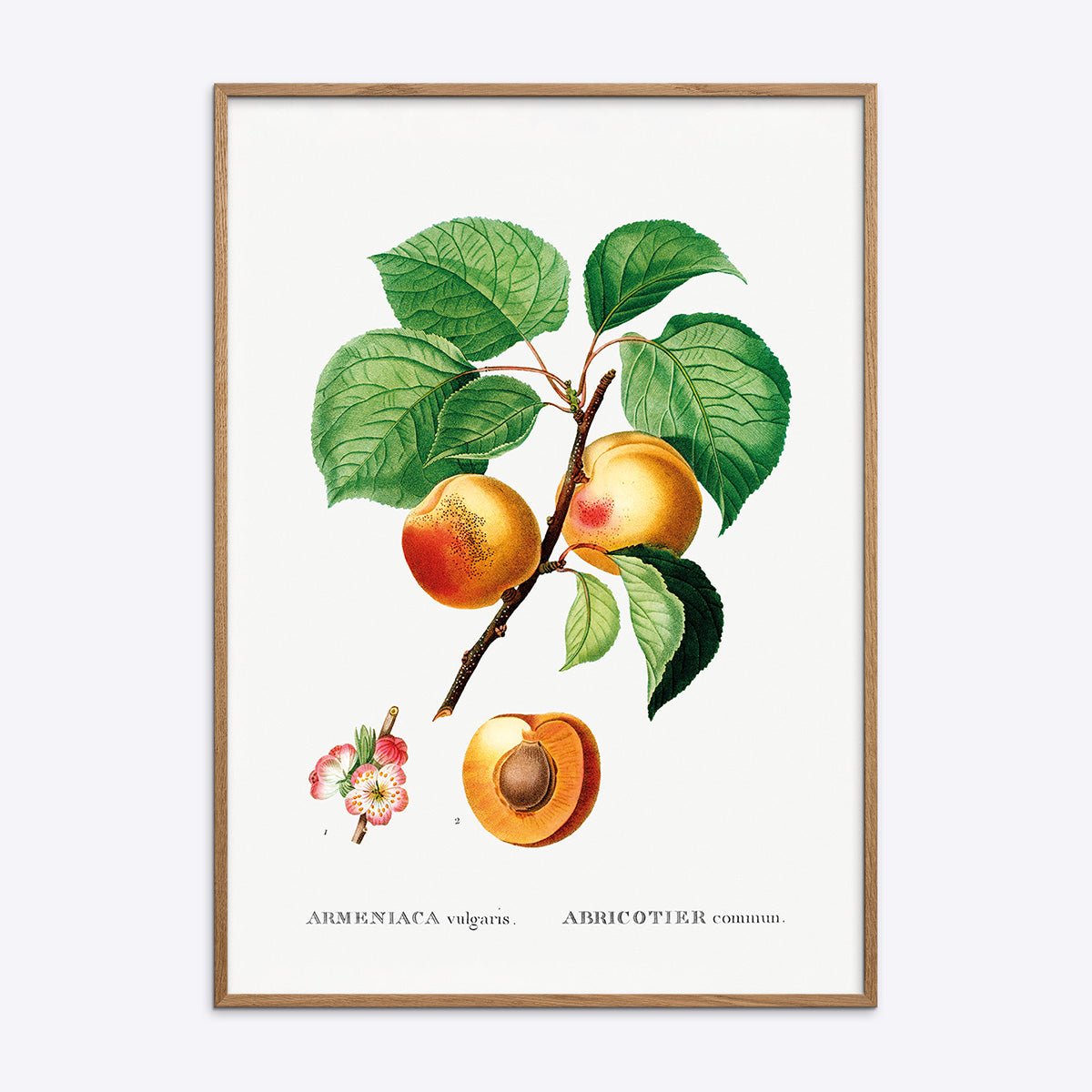 Abrikos Armeniaca Vulgaris