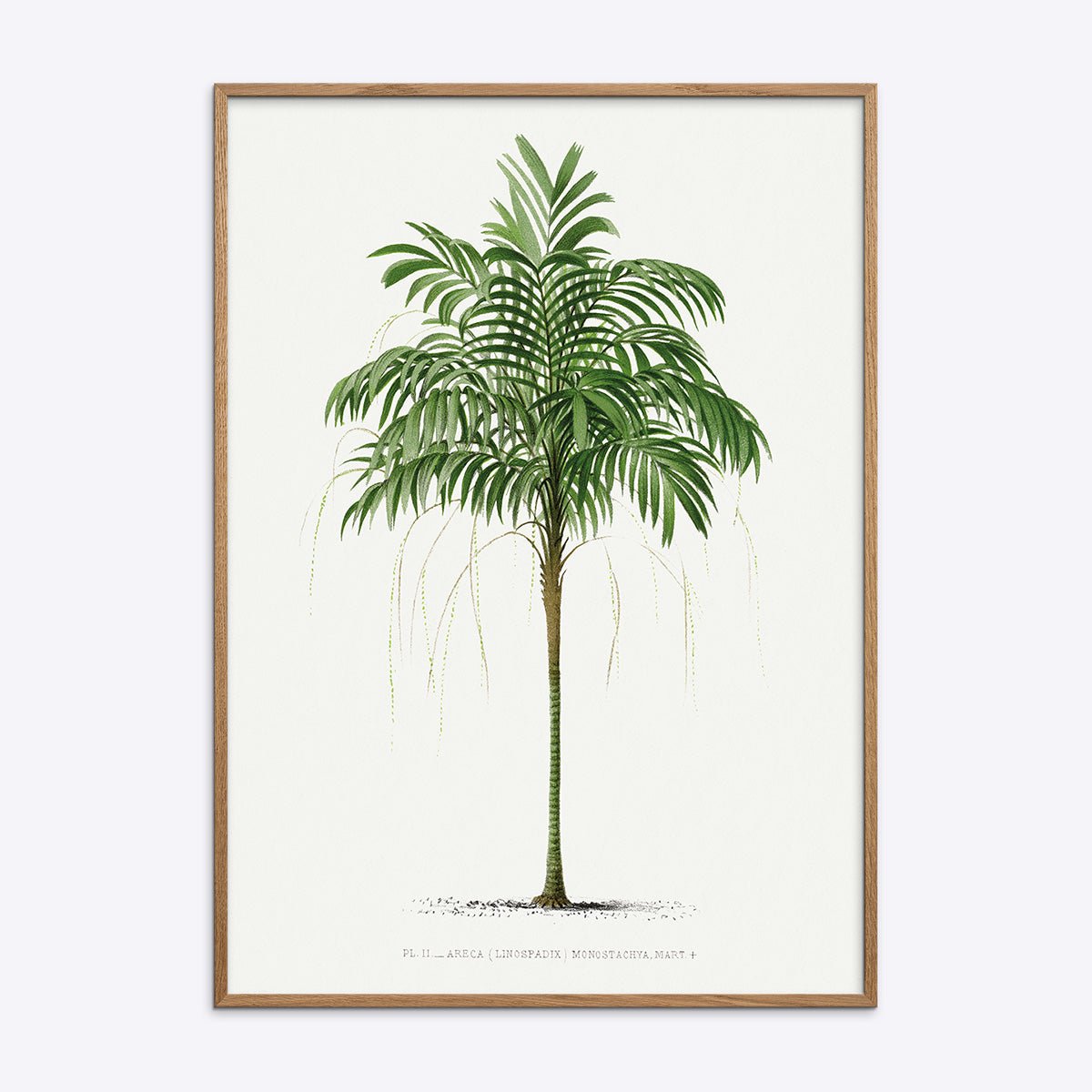 Areca Monostachya