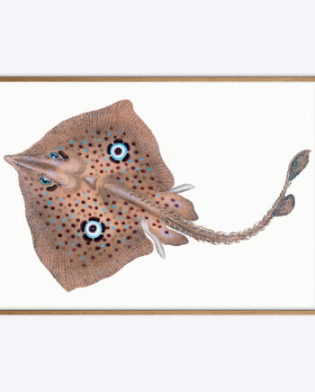 Blue Eyed Ray