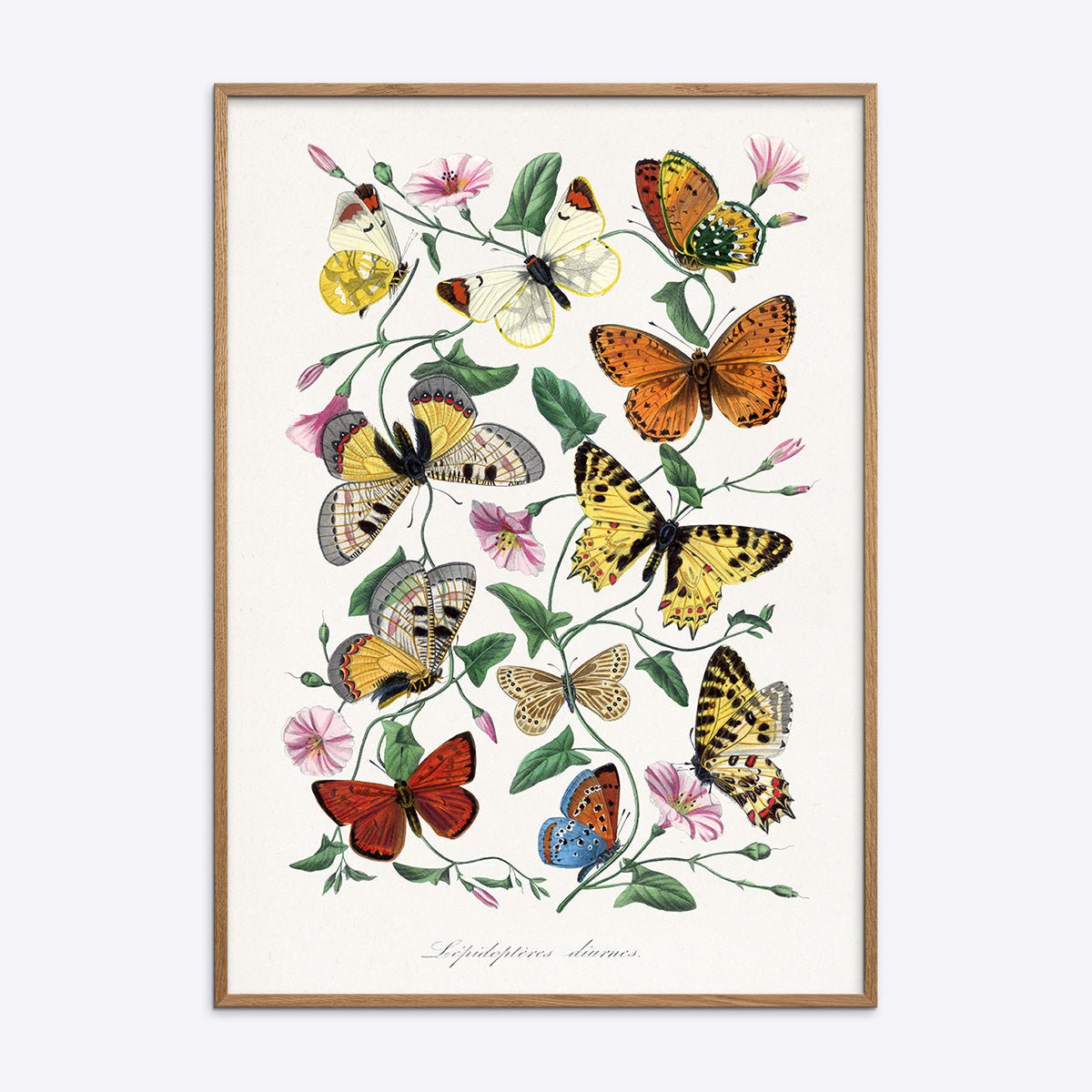 Butterflies