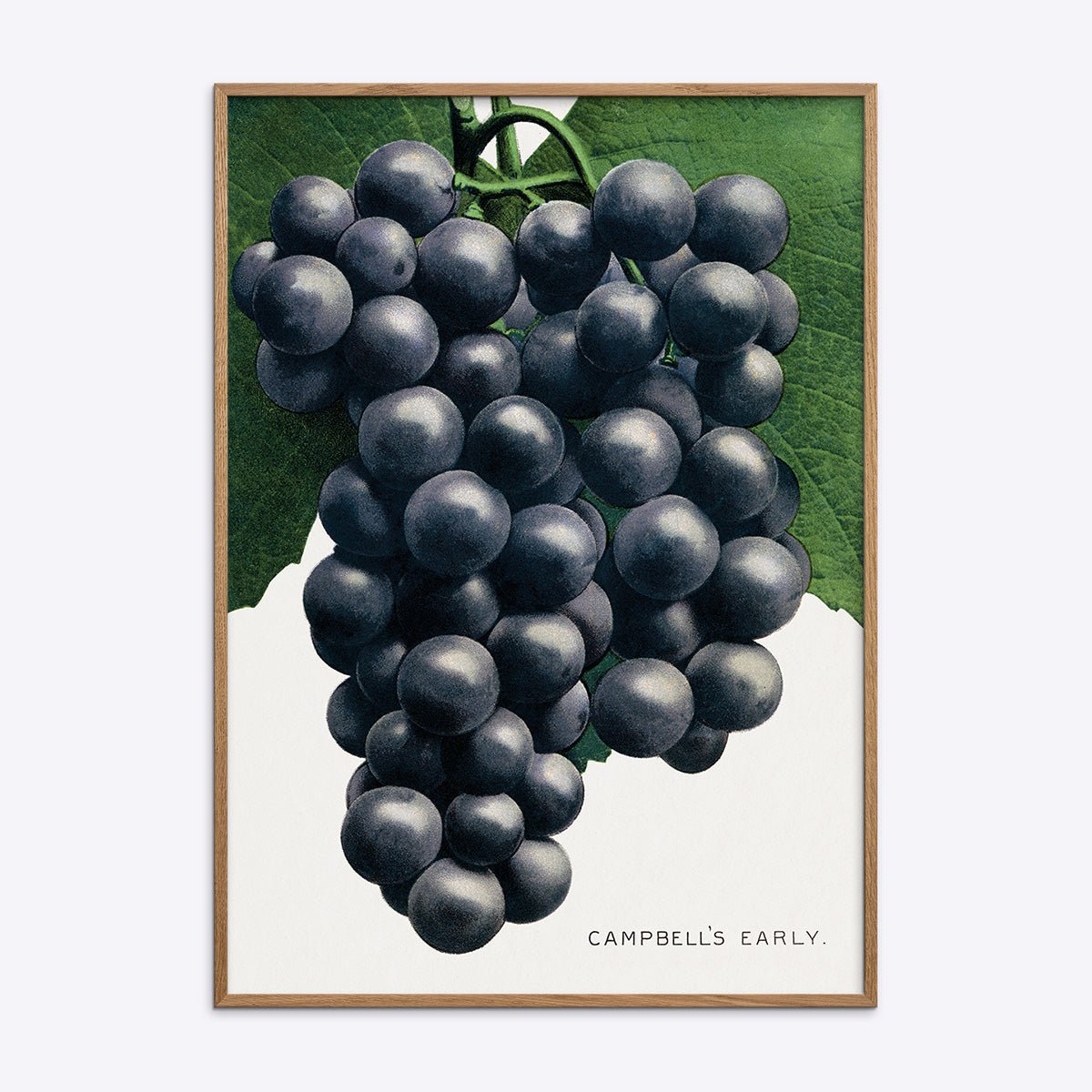 Campbell Apos   Early Grape