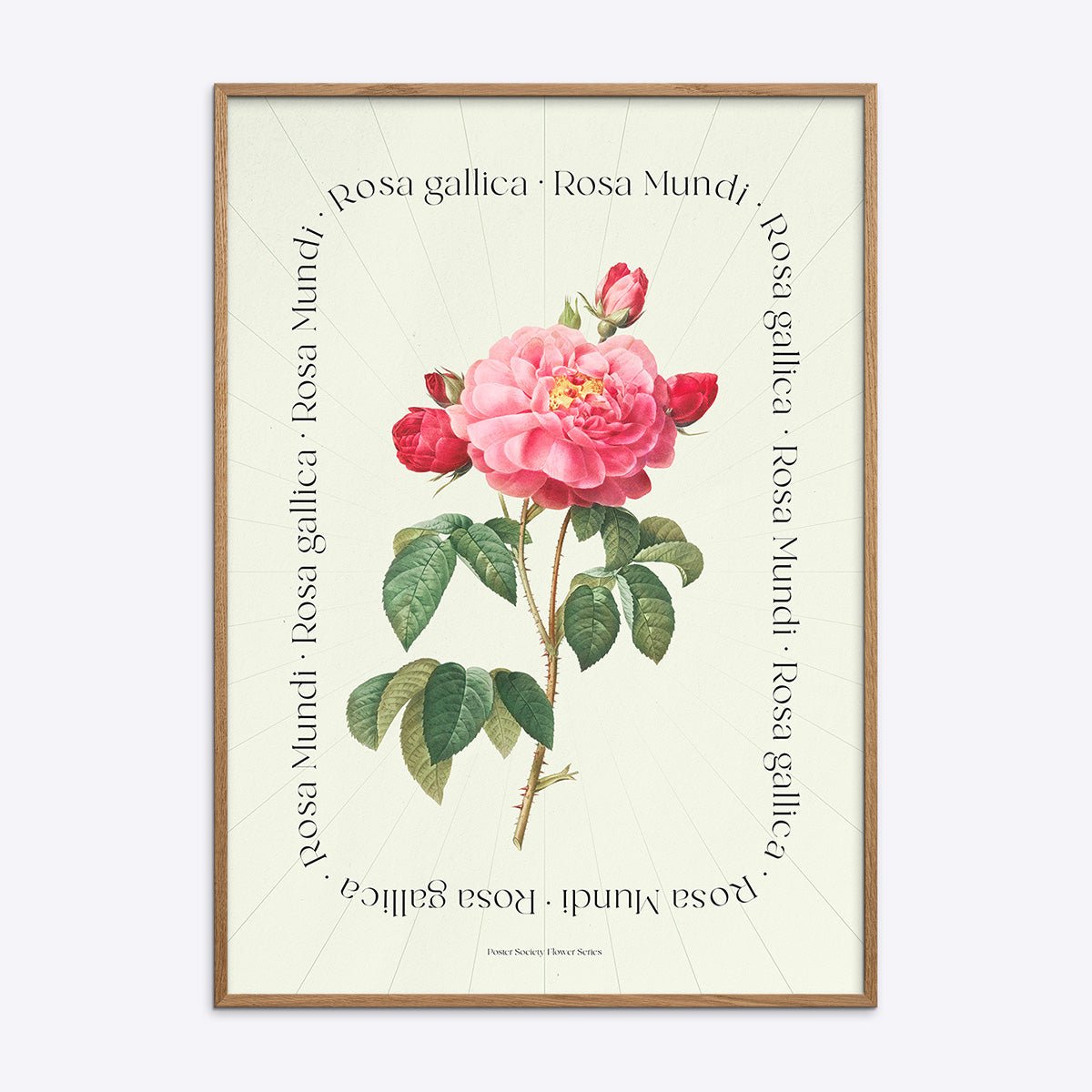 Flower Series Rosa Mundi Rosa Gallica
