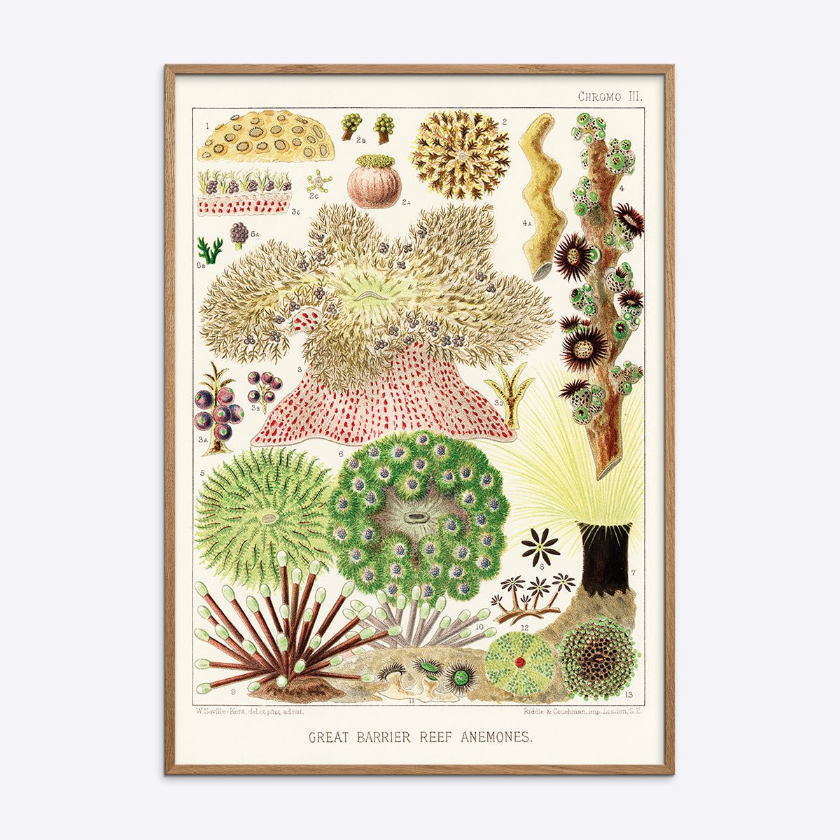 Great Barrier Reef Anemones