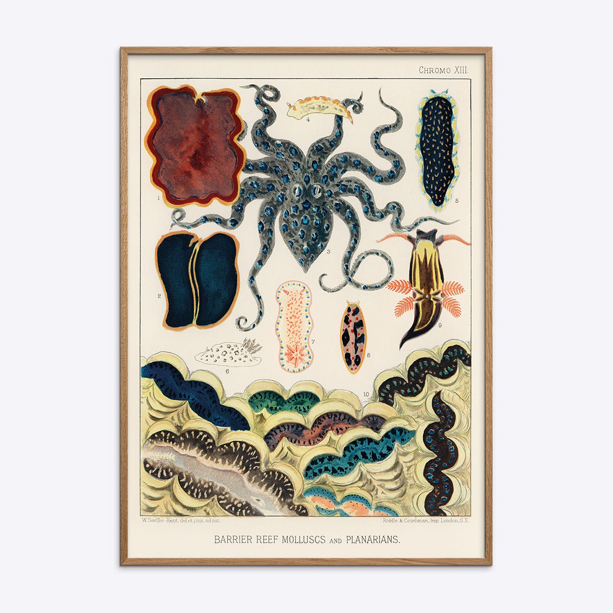 Great Barrier Reef Molluscs And Planarians