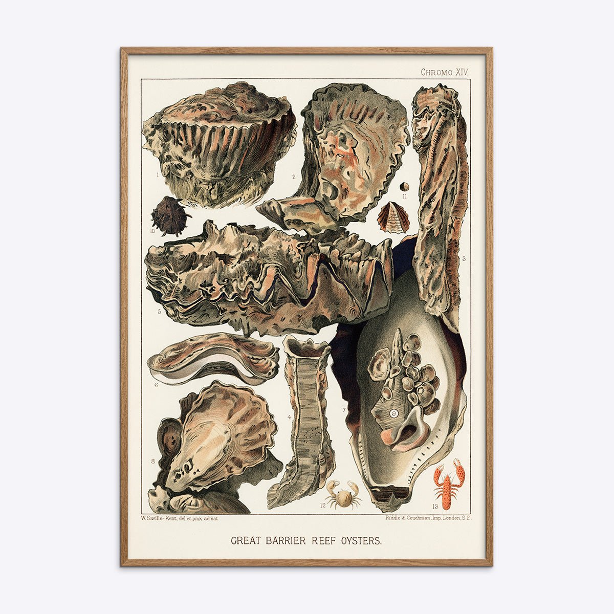 Great Barrier Reef Oysters
