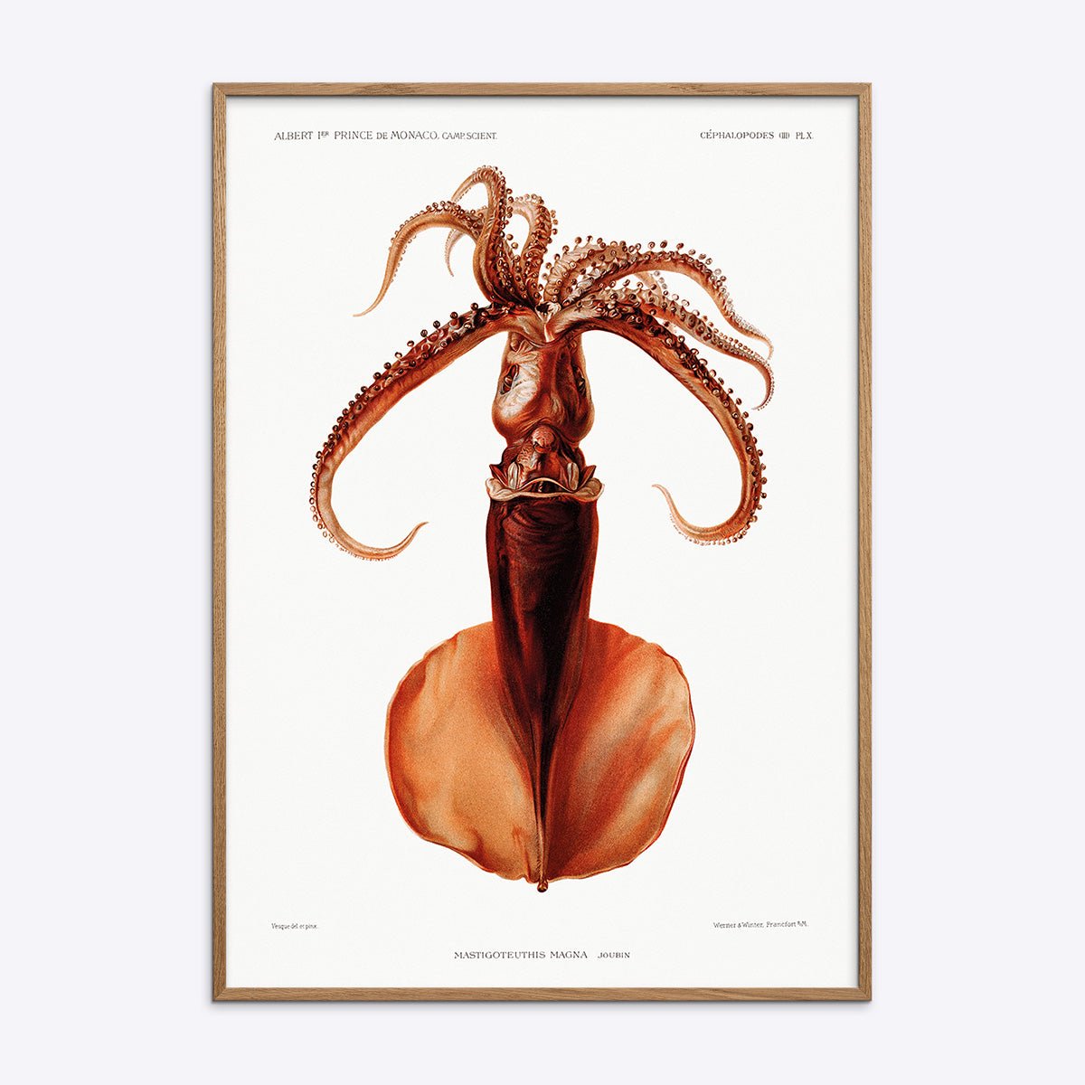Mastigoteuthis Magna Blæksprutte