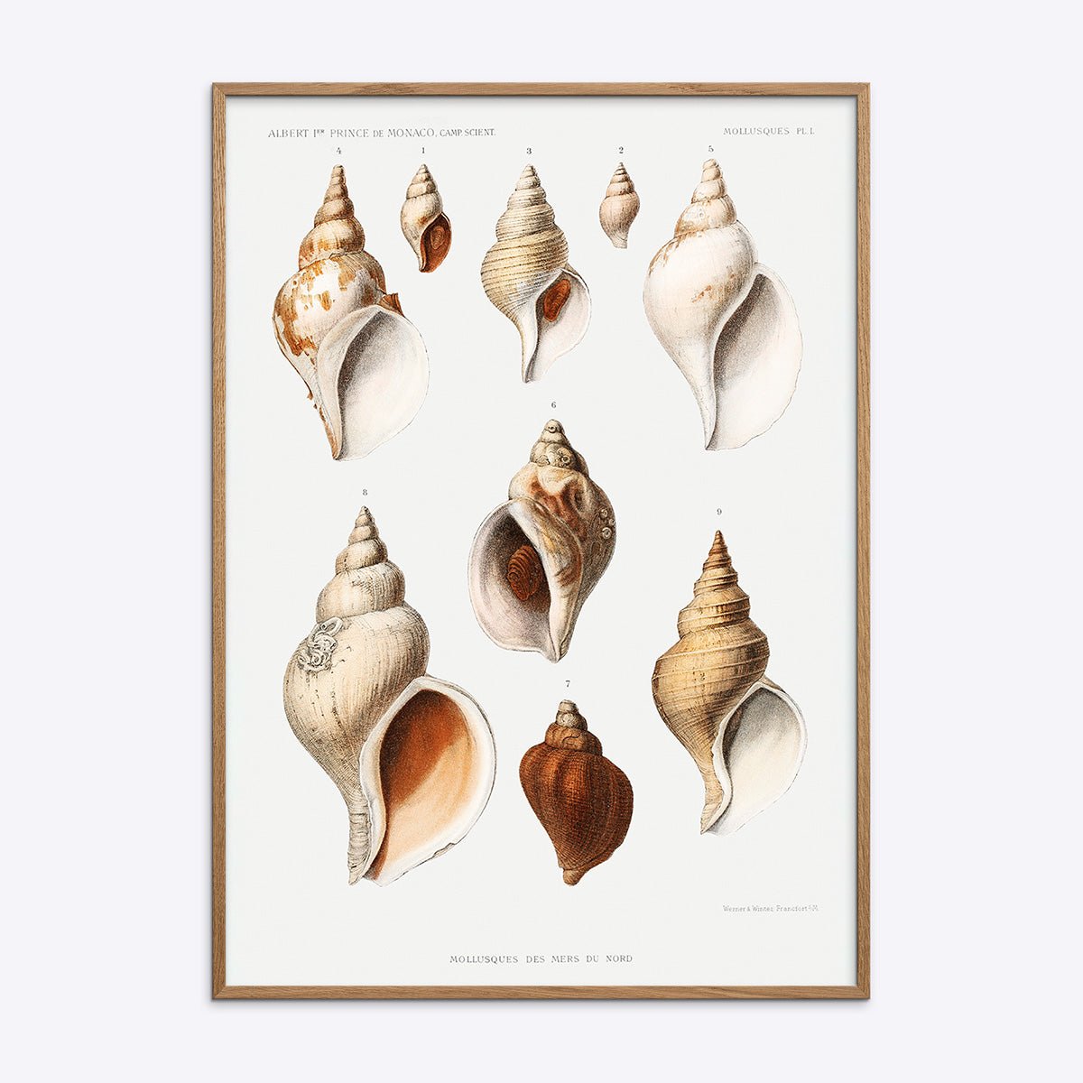 Mollusques Des Mers Du Nord