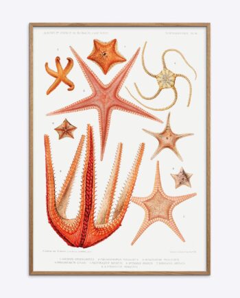 Starfish
