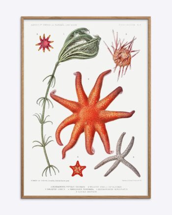 Starfish   More