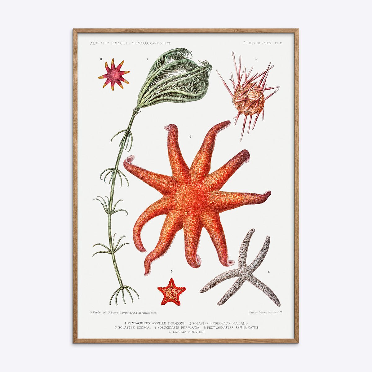 Starfish More
