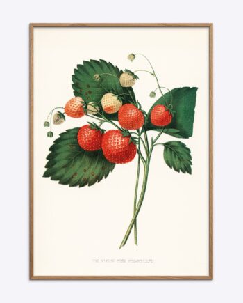 The Boston Pine Strawberry