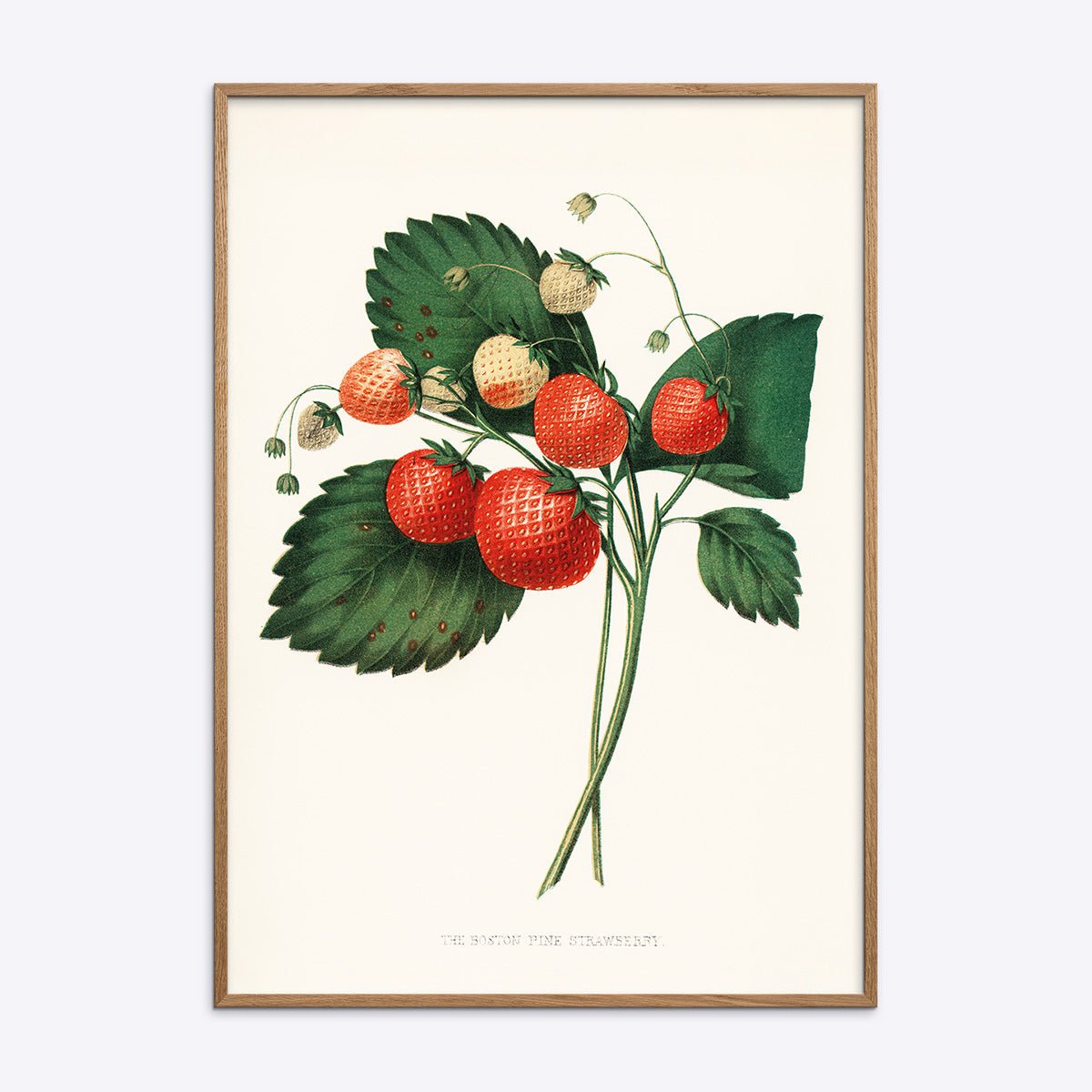 The Boston Pine Strawberry