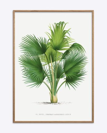 Thrinax Barbadensis