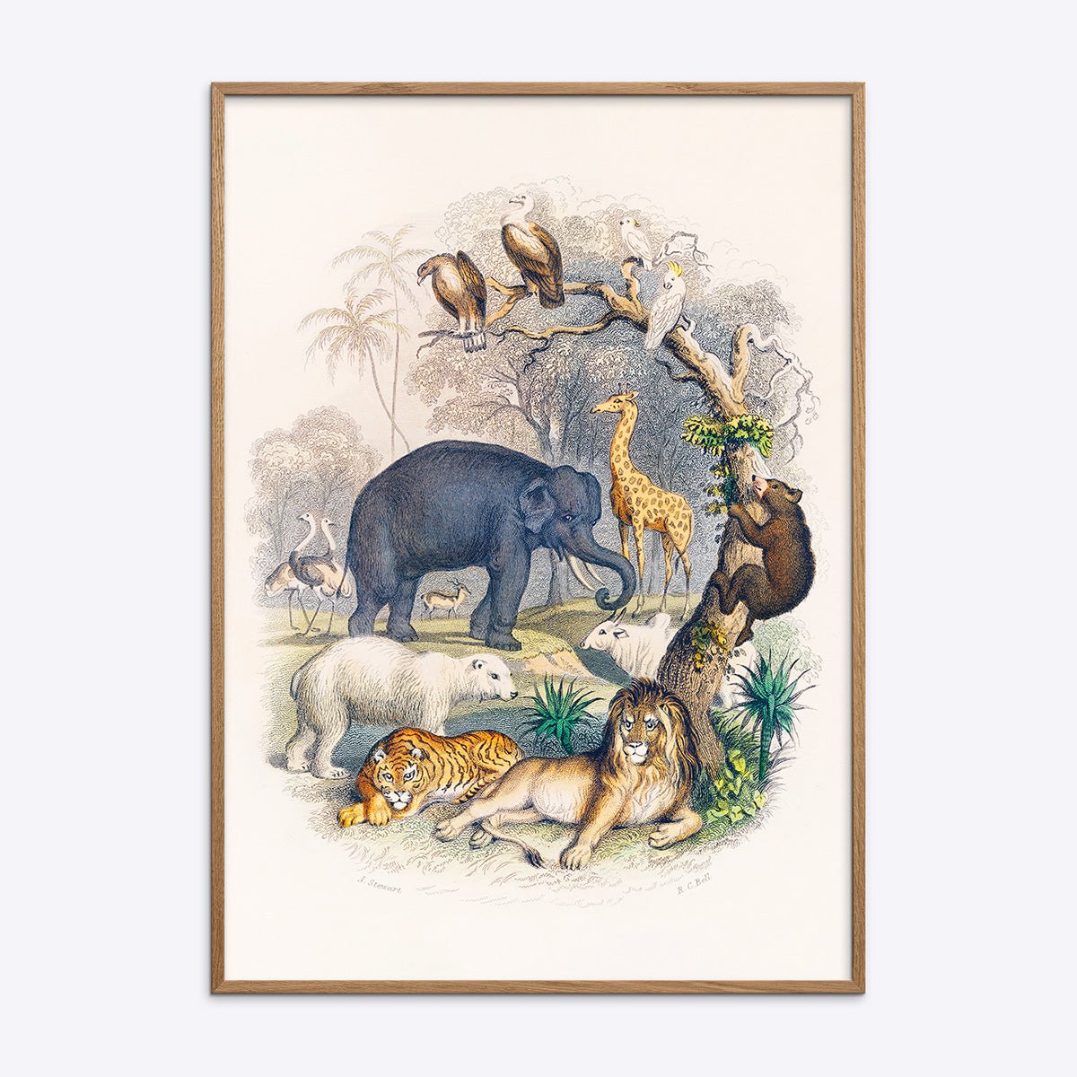 Wild Animals